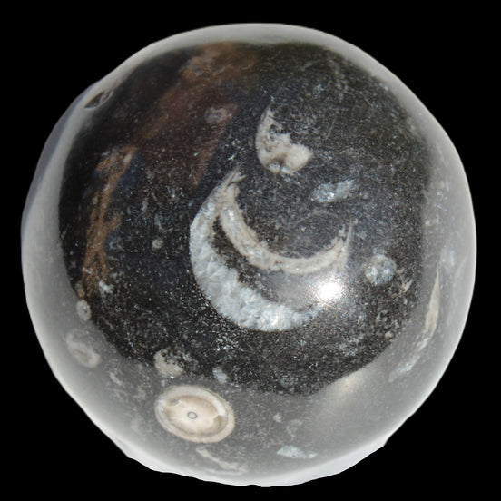 Orthoceras sphere 64mm 368.5g in sunlight -Rocks and Things Store