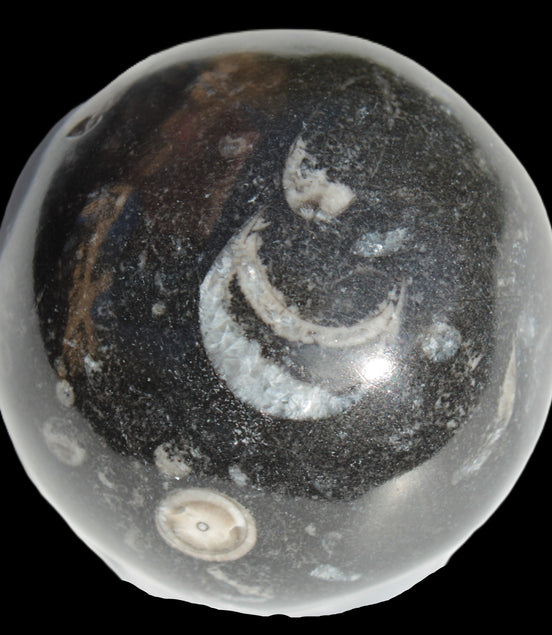 Orthoceras sphere 64mm 368.5g in sunlight -Rocks and Things Store
