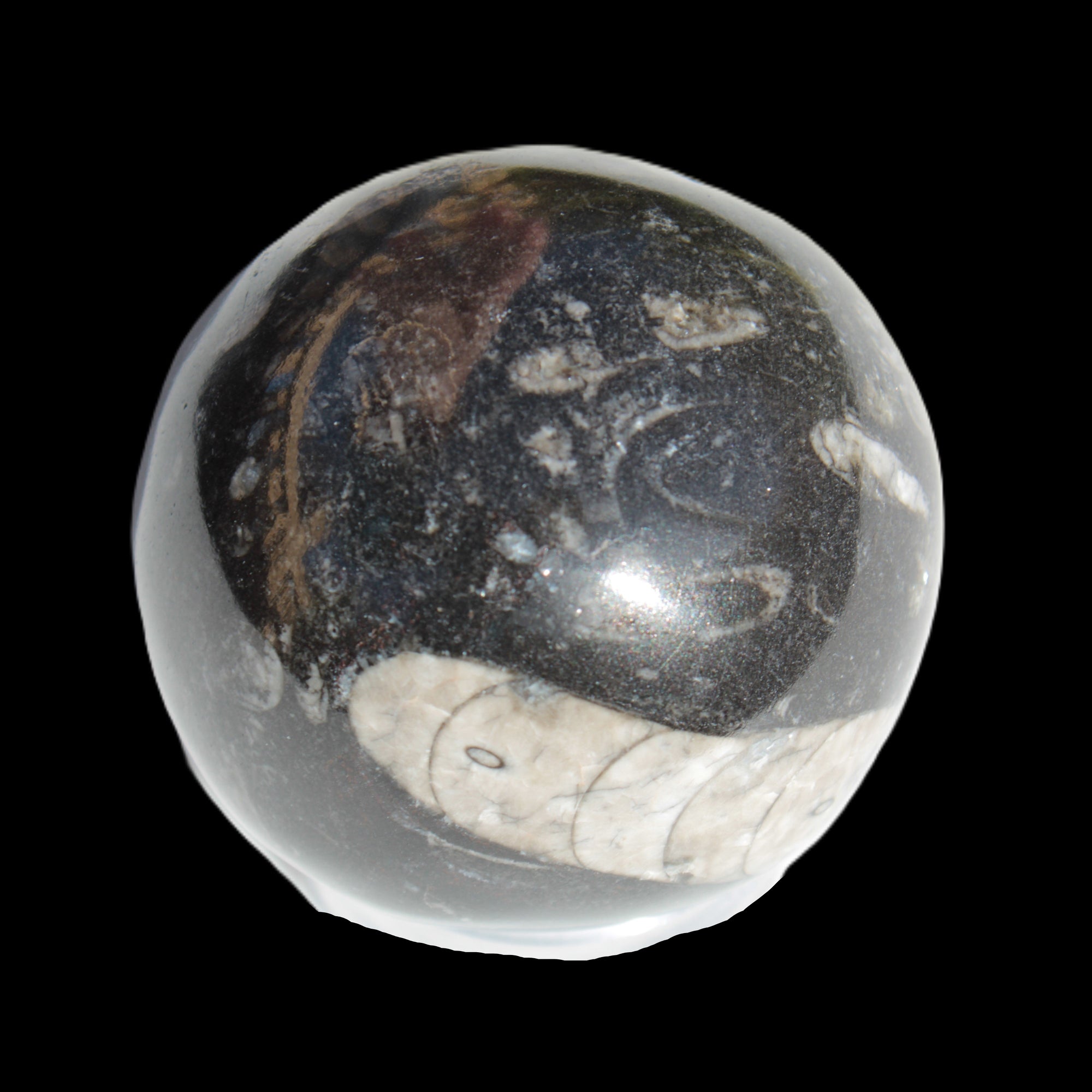 Orthoceras sphere 64mm 368.5g Rocks and Things