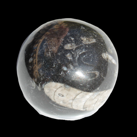 Orthoceras sphere 64mm 368.5g in sunlight -Rocks and Things Store