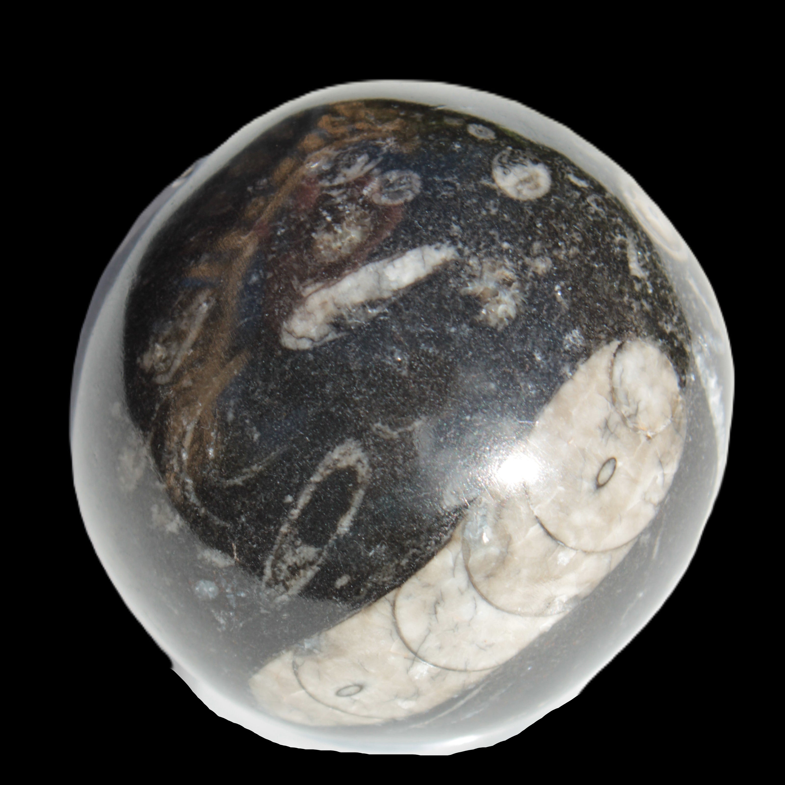 Orthoceras sphere 64mm 368.5g in sunlight -Rocks and Things Store