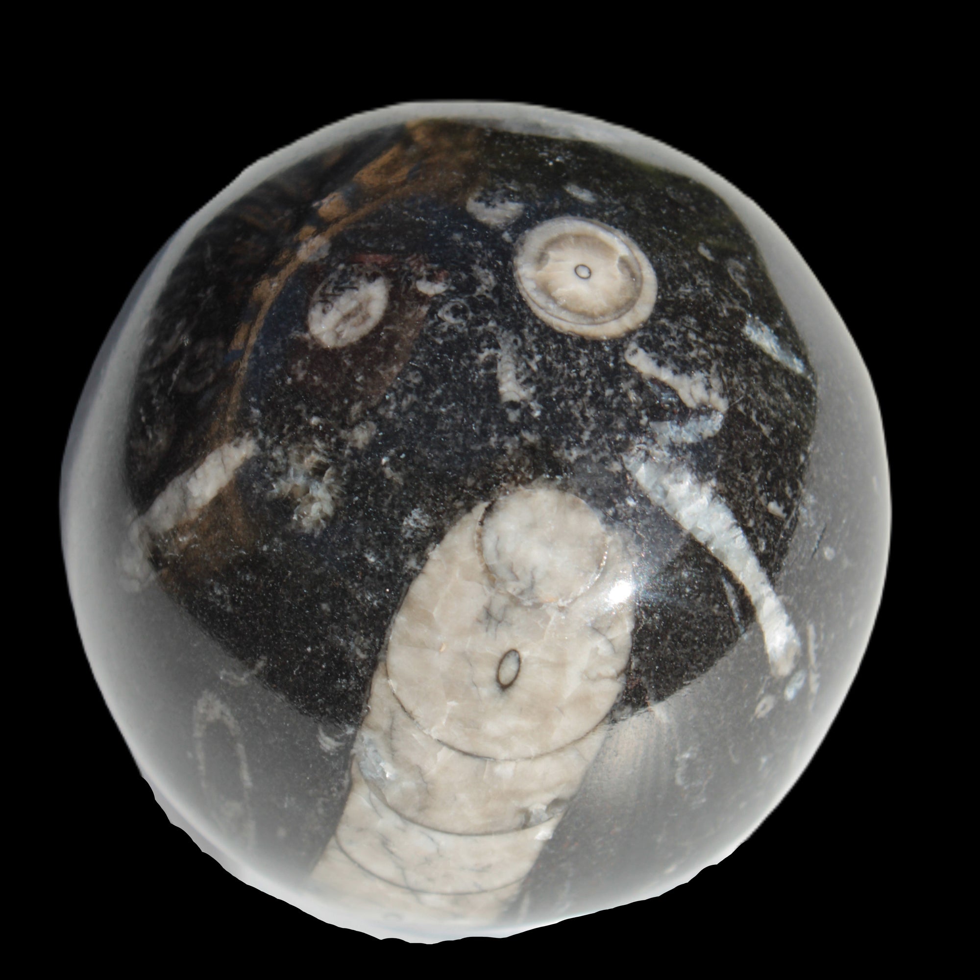 Orthoceras sphere 64mm 368.5g Rocks and Things