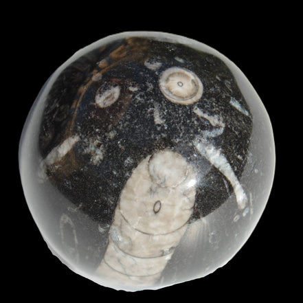 Orthoceras sphere 64mm 368.5g in sunlight -Rocks and Things Store