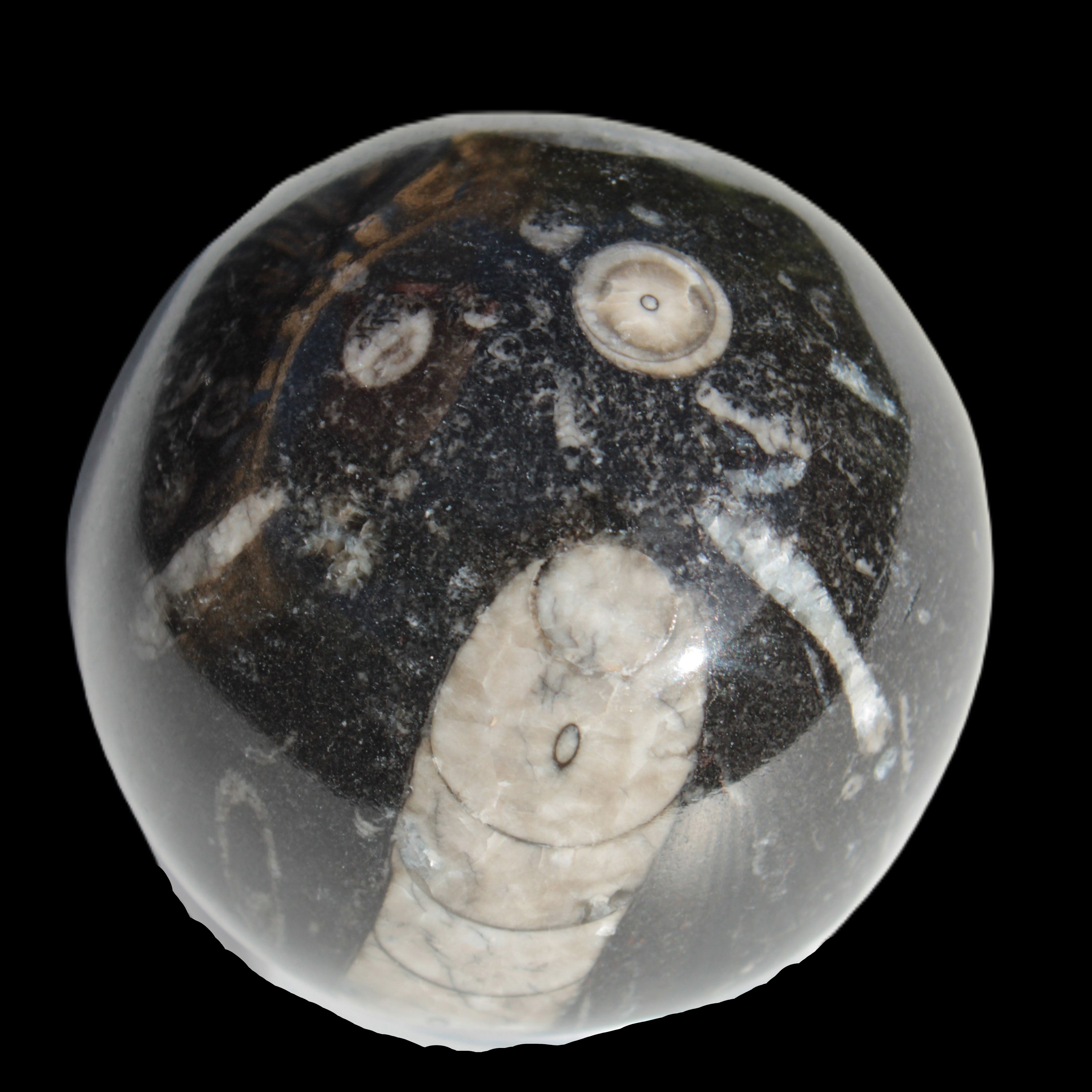 Orthoceras sphere 64mm 368.5g in sunlight -Rocks and Things Store
