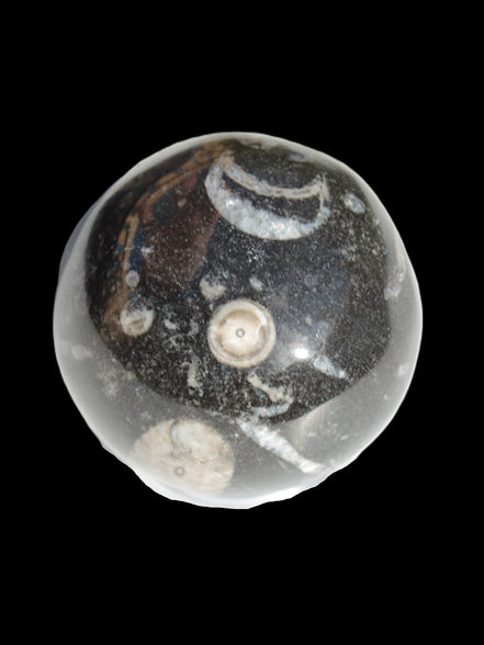 Orthoceras sphere 64mm 368.5g in sunlight -Rocks and Things Store
