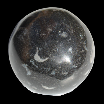 Orthoceras sphere 64mm 368.5g in sunlight -Rocks and Things Store