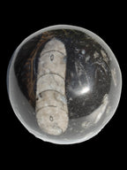 Orthoceras sphere 64mm 368.5g Rocks and Things