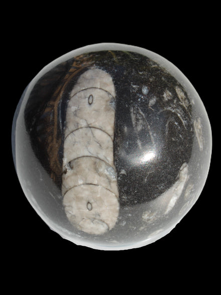 Orthoceras sphere 64mm 368.5g in sunlight -Rocks and Things Store