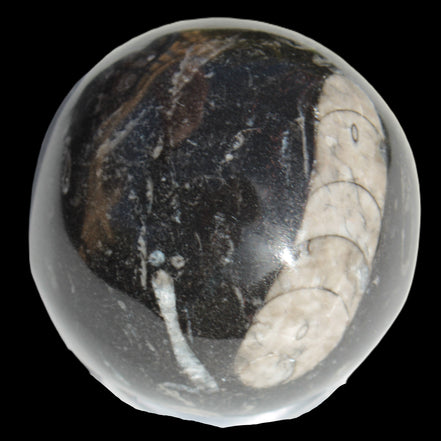 Orthoceras sphere 64mm 368.5g in sunlight -Rocks and Things Store