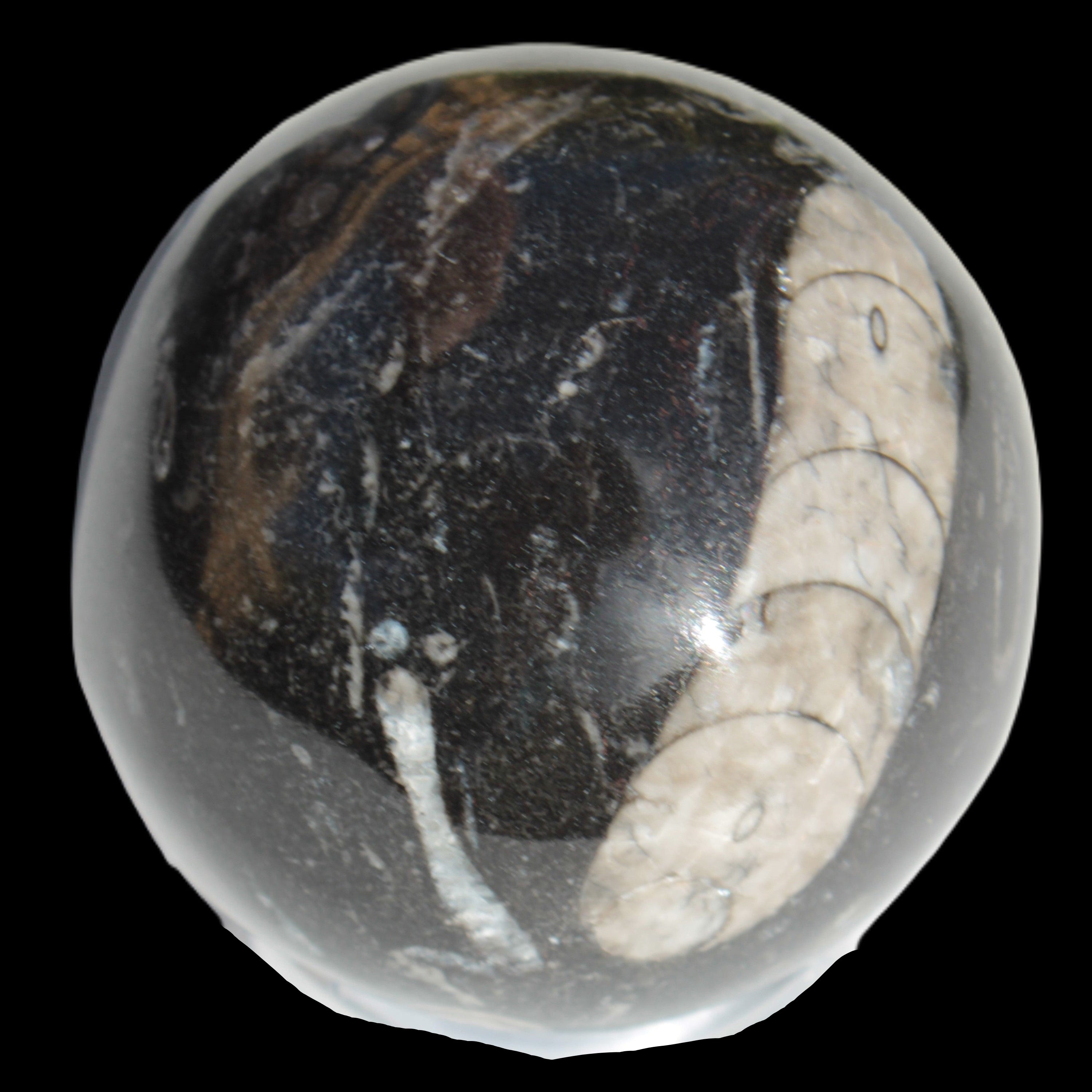 Orthoceras sphere 64mm 368.5g in sunlight -Rocks and Things Store