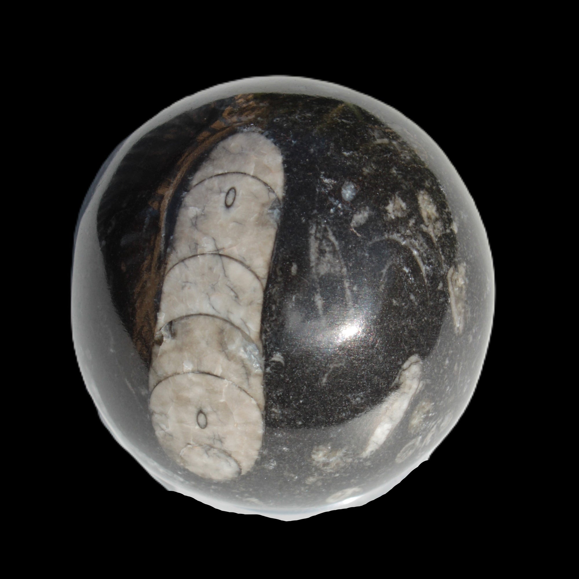 Orthoceras sphere 64mm 368.5g Rocks and Things