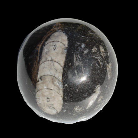 Orthoceras sphere 64mm 368.5g in sunlight -Rocks and Things Store