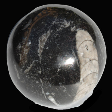 Orthoceras sphere 64mm 368.5g in sunlight -Rocks and Things Store