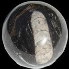 Orthoceras sphere 64mm 368.5g Rocks and Things
