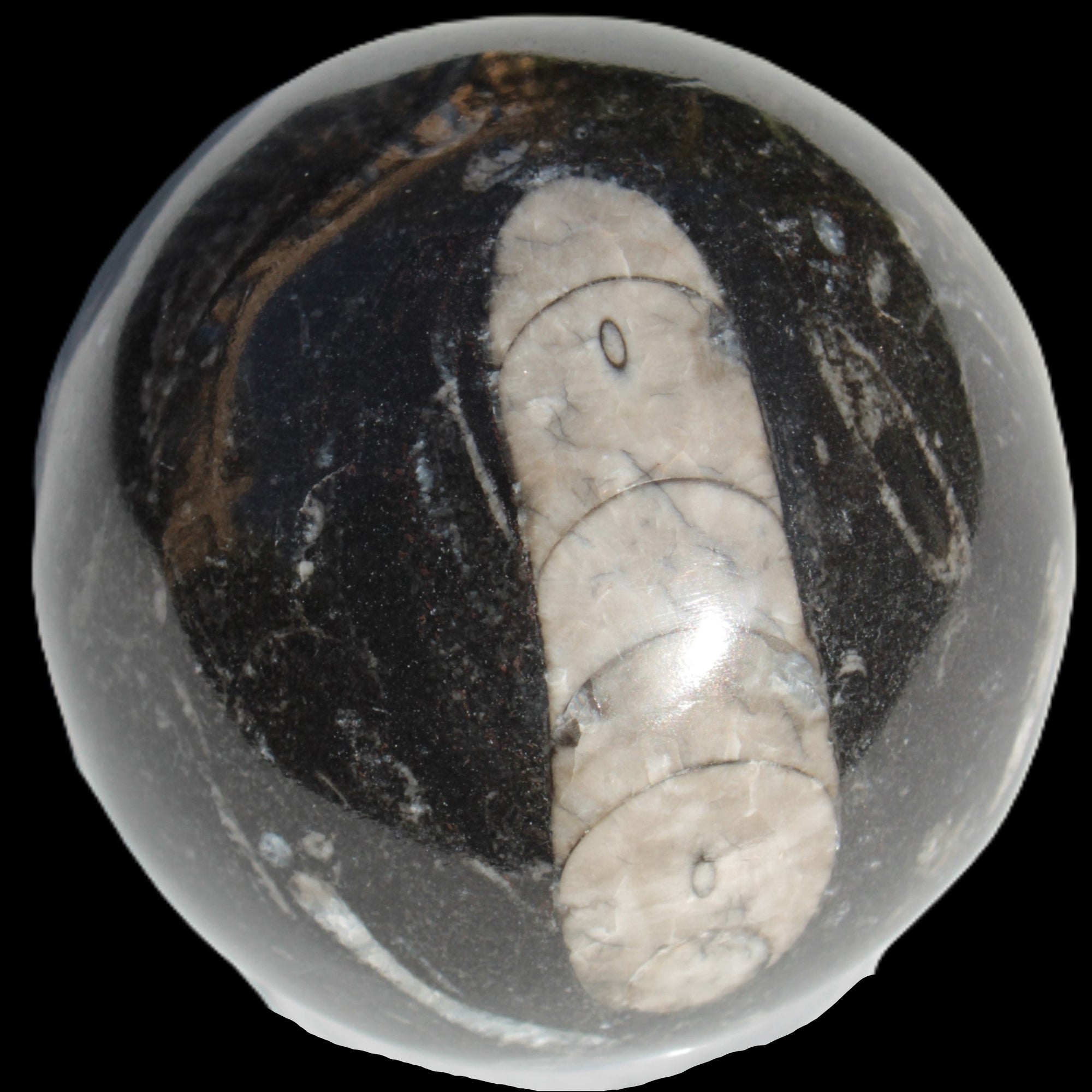 Orthoceras sphere 64mm 368.5g Rocks and Things