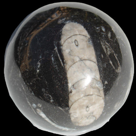 Orthoceras sphere 64mm 368.5g in sunlight -Rocks and Things Store