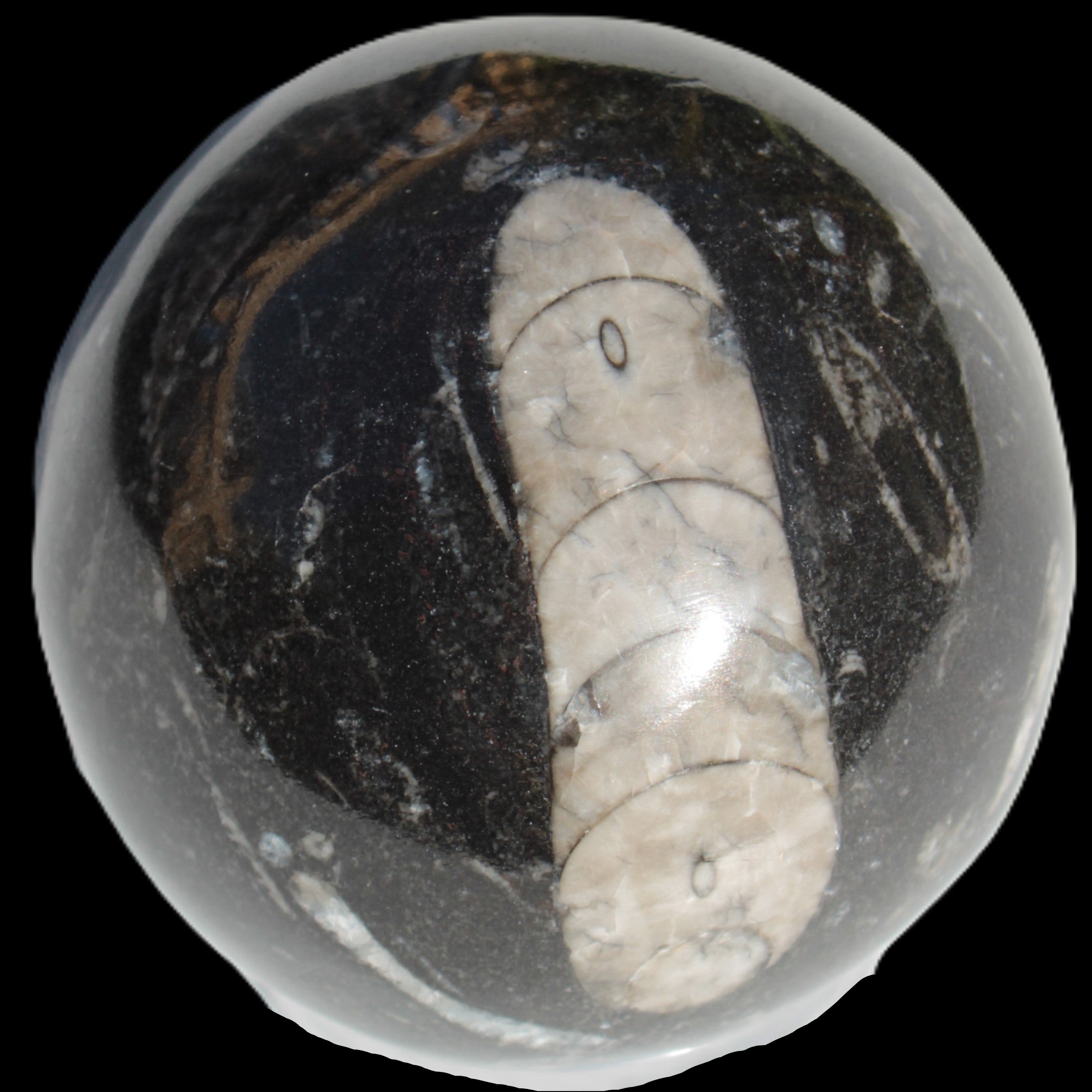 Orthoceras sphere 64mm 368.5g in sunlight -Rocks and Things Store