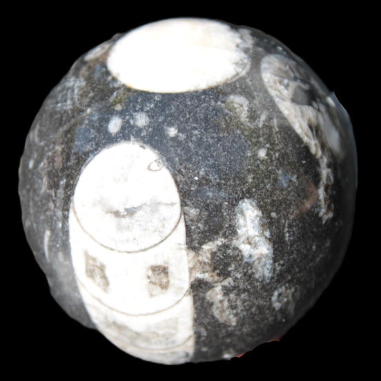 Orthoceras sphere 62mm 337.6g - Rocks and Things Store