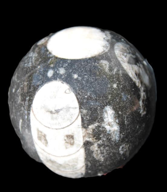 Orthoceras sphere 62mm 337.6g Rocks and Things