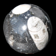 Orthoceras sphere 62mm 337.6g Rocks and Things