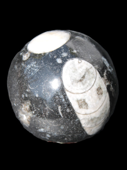 Orthoceras sphere 62mm 337.6g Rocks and Things