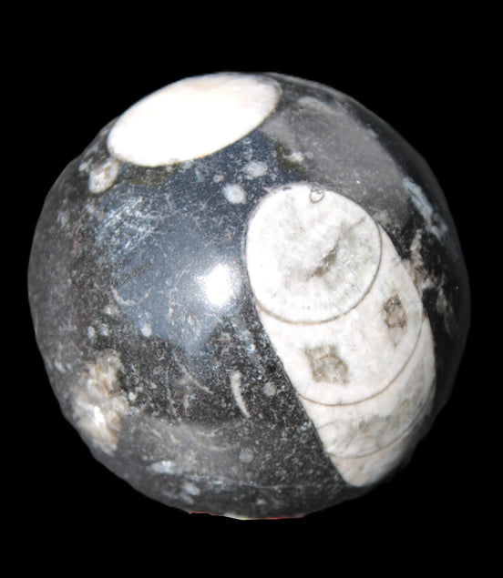 Orthoceras sphere 62mm 337.6g Rocks and Things
