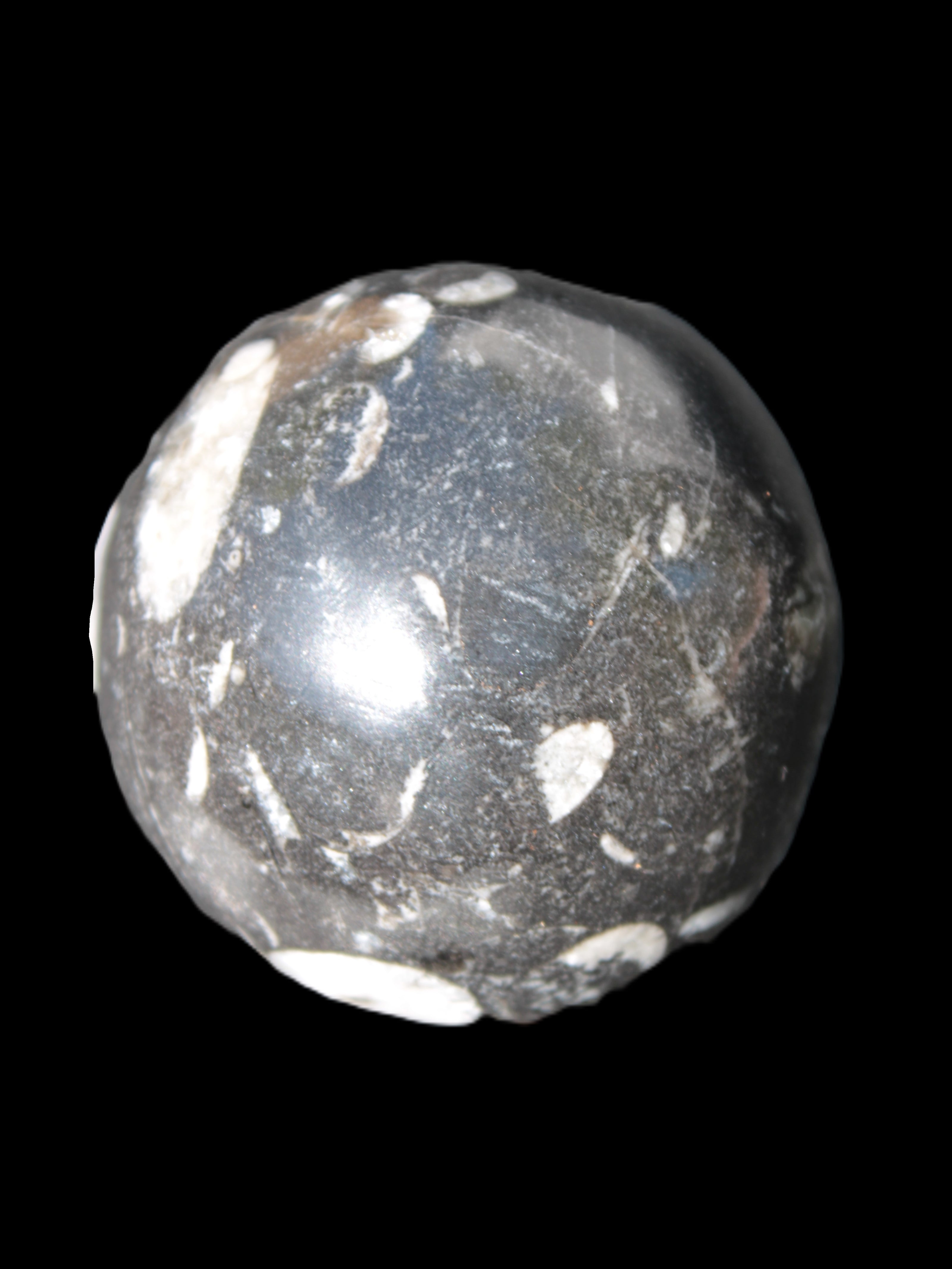 Orthoceras sphere 62mm 337.6g Rocks and Things