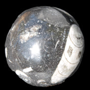 Orthoceras sphere 62mm 337.6g Rocks and Things