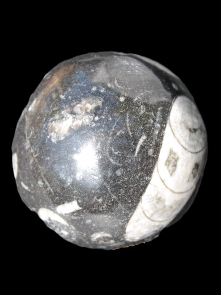 Orthoceras sphere 62mm 337.6g Rocks and Things