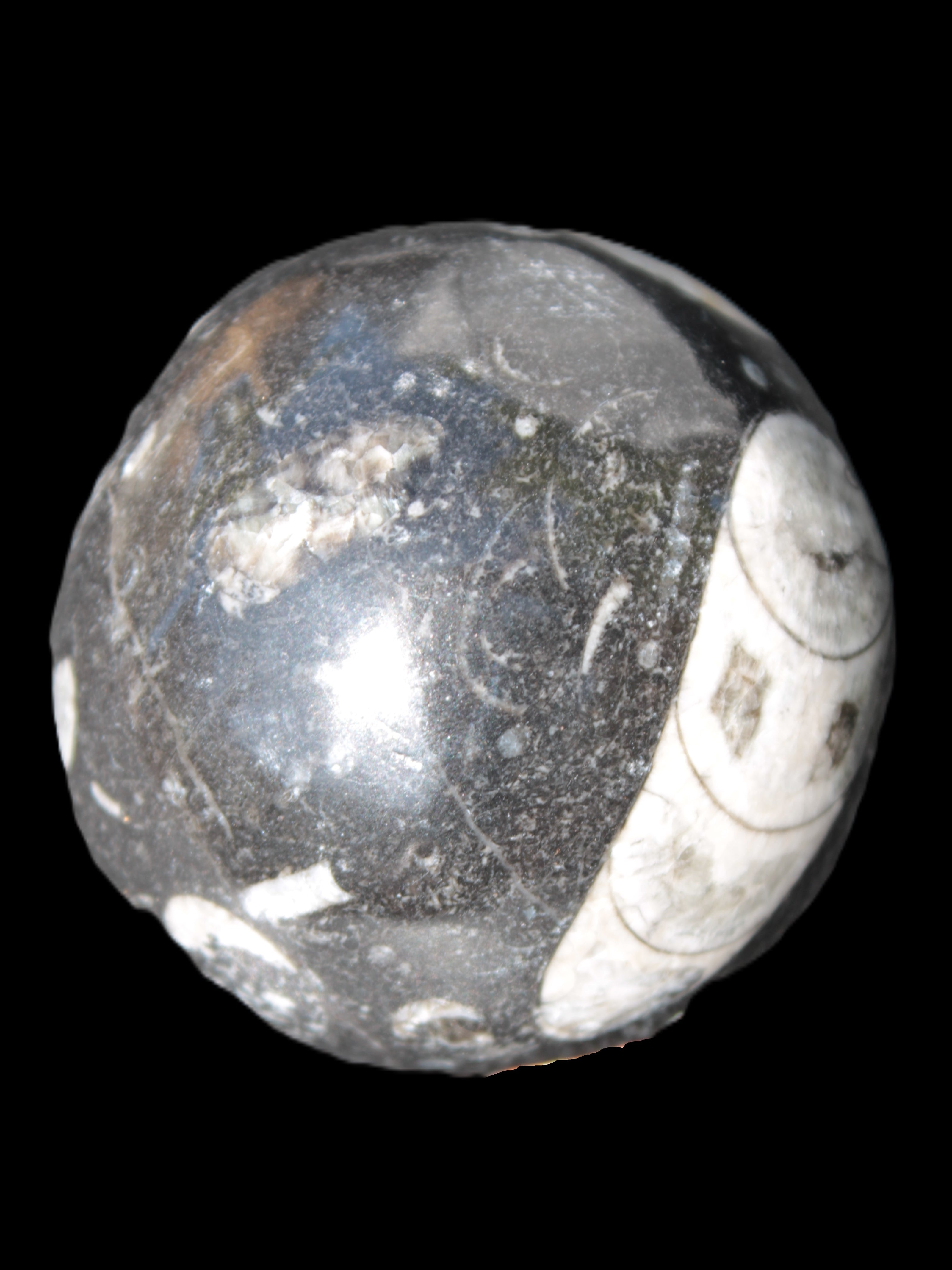 Orthoceras sphere 62mm 337.6g Rocks and Things