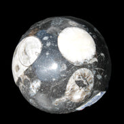 Orthoceras sphere 62mm 337.6g Rocks and Things