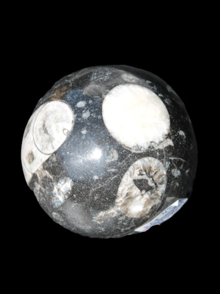 Orthoceras sphere 62mm 337.6g Rocks and Things