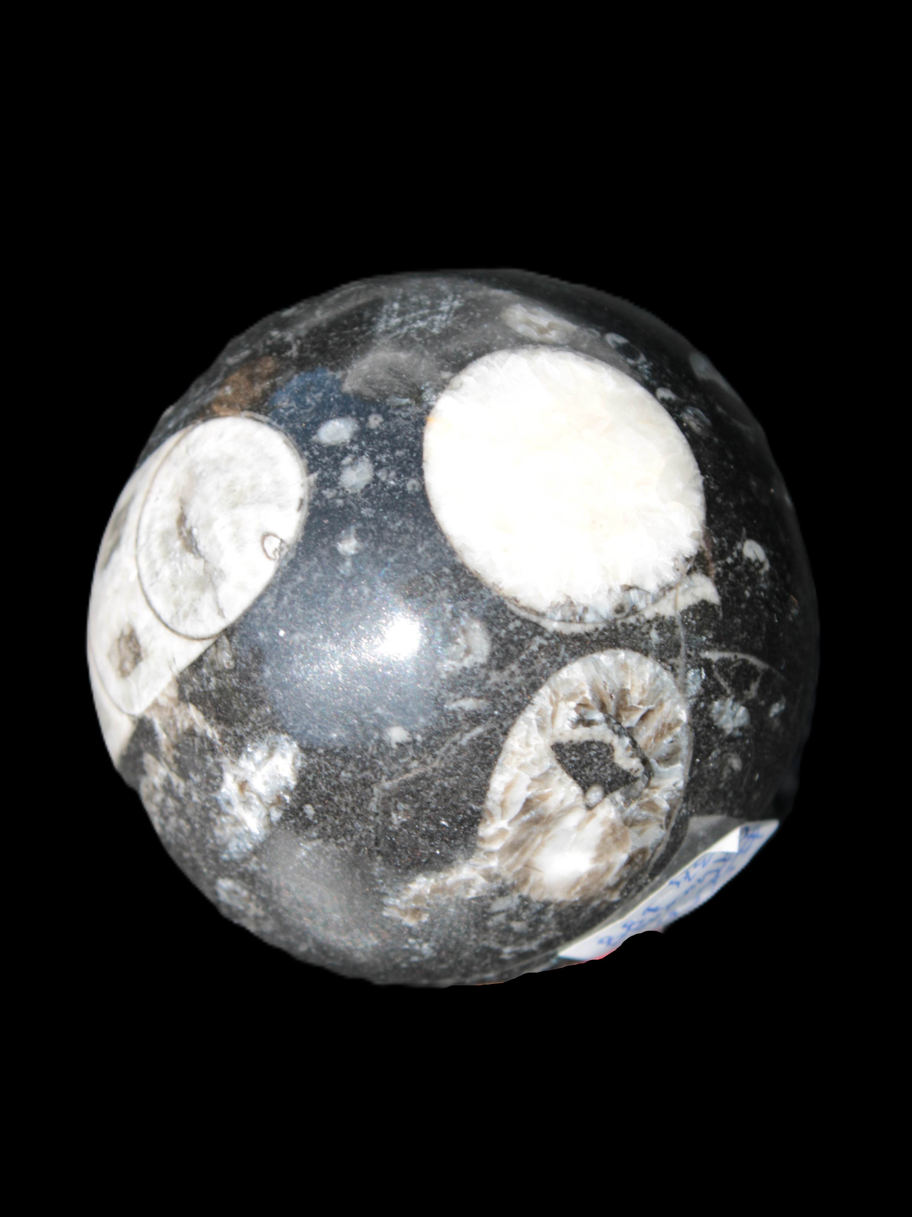 Orthoceras sphere 62mm 337.6g Rocks and Things