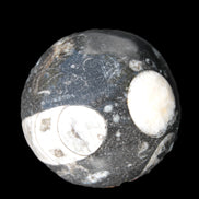 Orthoceras sphere 62mm 337.6g Rocks and Things