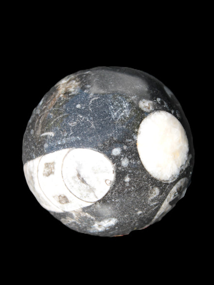 Orthoceras sphere 62mm 337.6g Rocks and Things