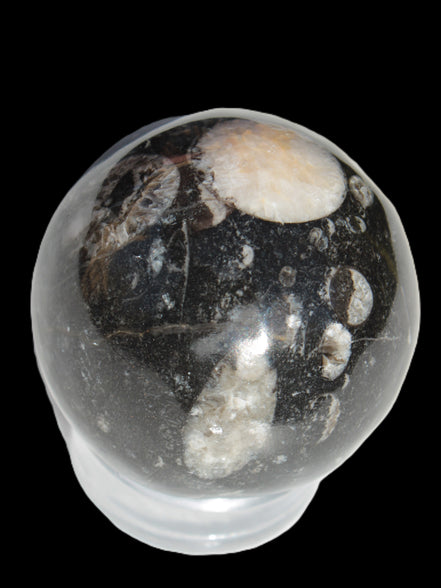Orthoceras sphere 62mm 337.6g Rocks and Things