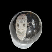 Orthoceras sphere 62mm 337.6g Rocks and Things