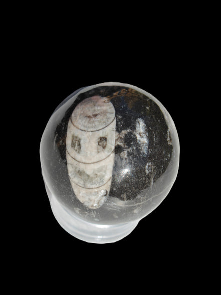 Orthoceras sphere 62mm 337.6g Rocks and Things