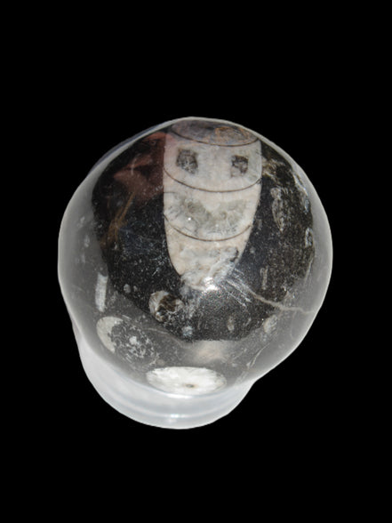 Orthoceras sphere 62mm 337.6g Rocks and Things