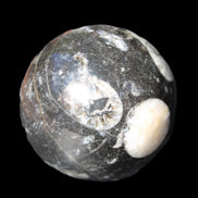 Orthoceras sphere 62mm 337.6g in sunlight - Rocks and Things Store