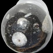 Orthoceras sphere 62mm 337.6g Rocks and Things