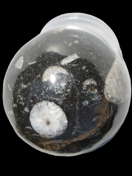 Orthoceras sphere 62mm 337.6g Rocks and Things