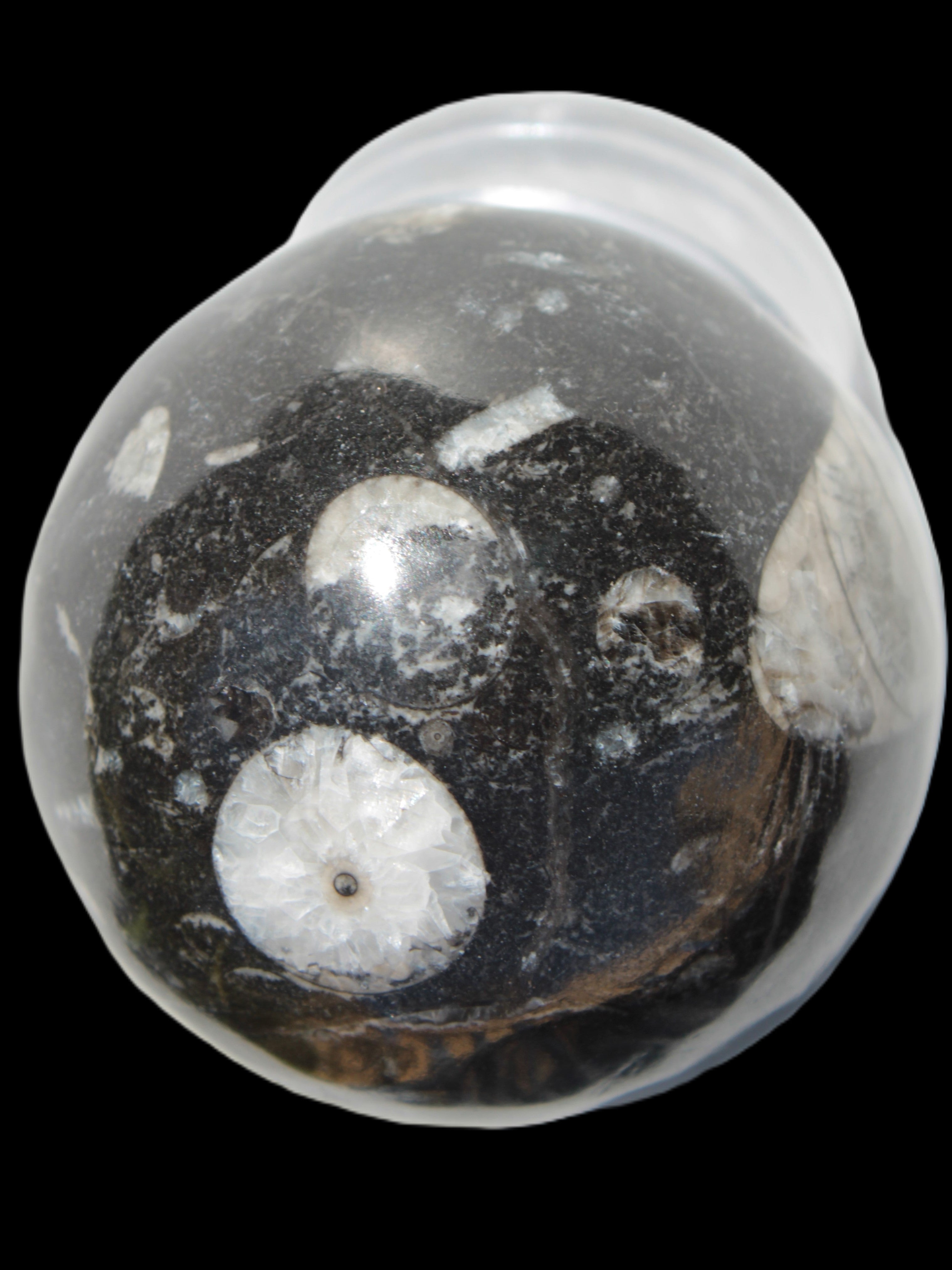 Orthoceras sphere 62mm 337.6g Rocks and Things