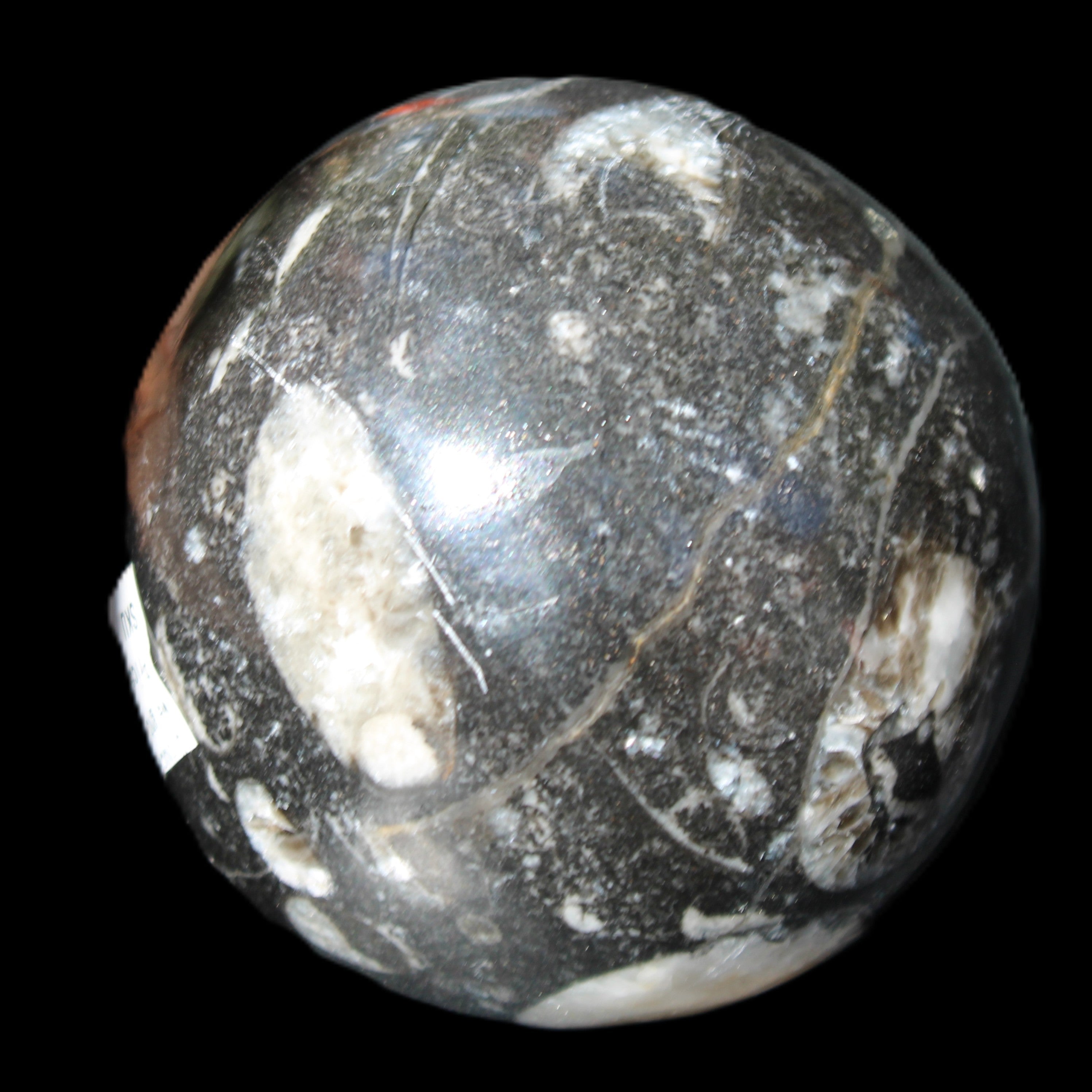 Orthoceras sphere 62mm 337.6g in sunlight - Rocks and Things Store