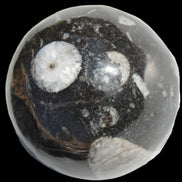 Orthoceras sphere 62mm 337.6g Rocks and Things