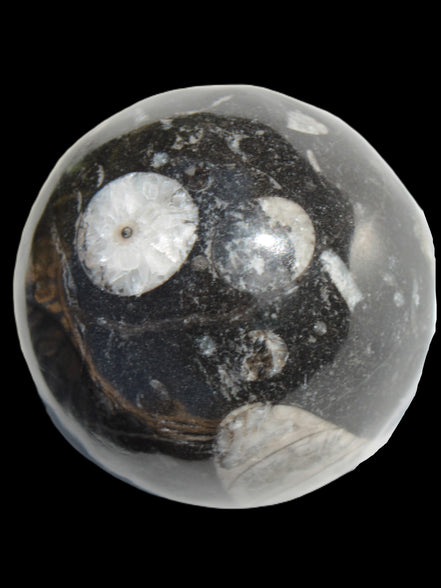 Orthoceras sphere 62mm 337.6g Rocks and Things