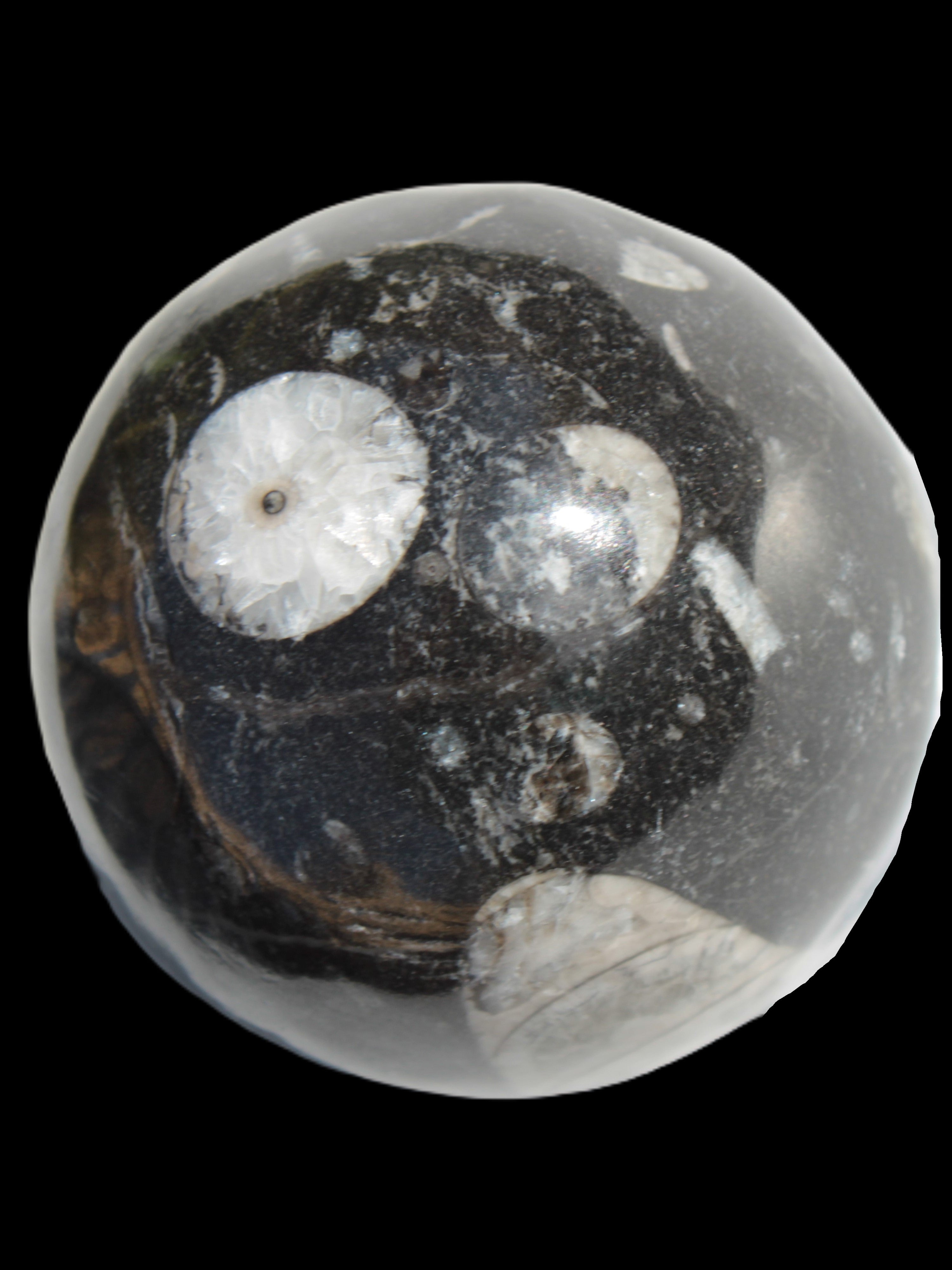Orthoceras sphere 62mm 337.6g Rocks and Things