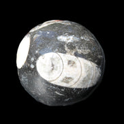 Orthoceras sphere 62mm 337.6g in sunlight - Rocks and Things Store