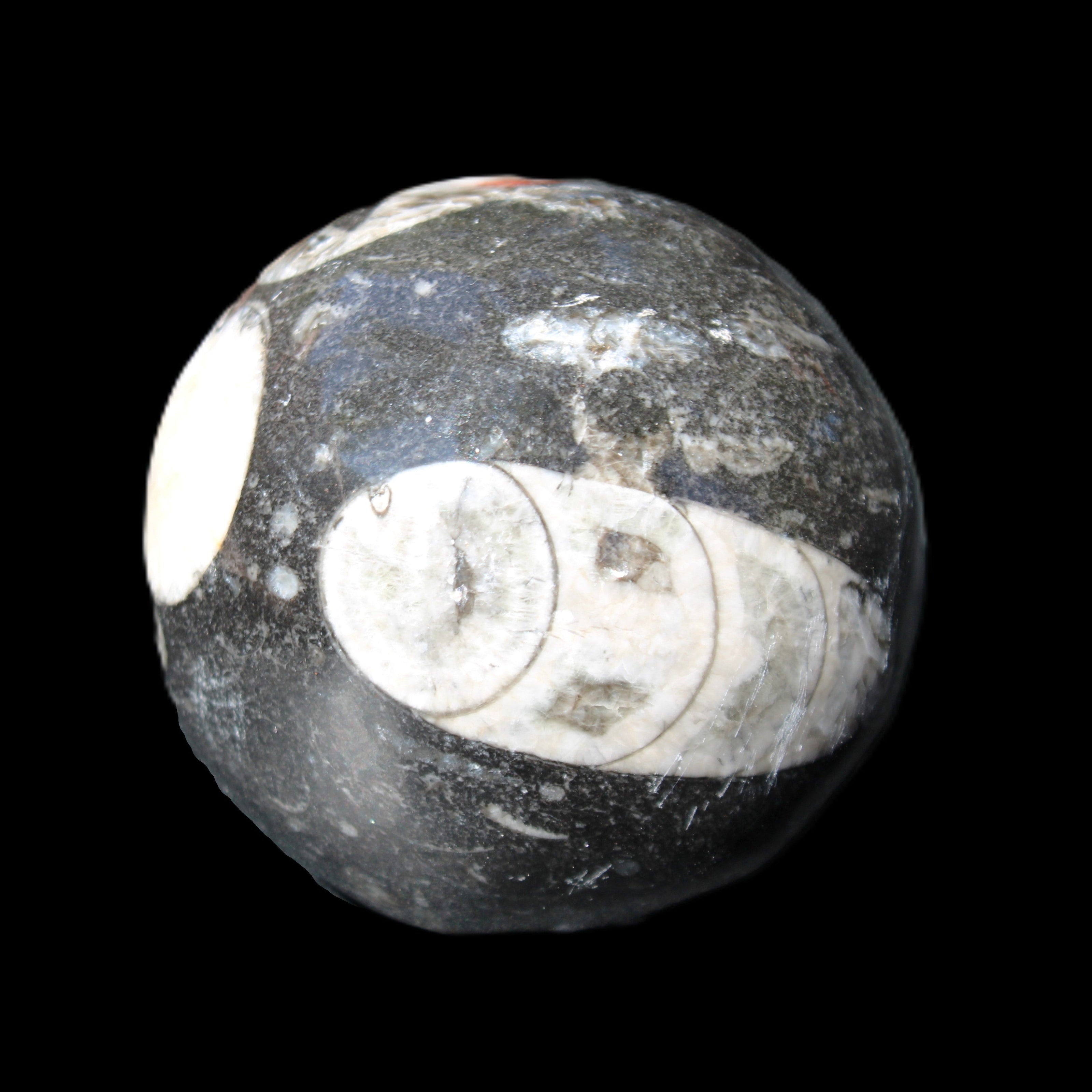 Orthoceras sphere 62mm 337.6g in sunlight - Rocks and Things Store