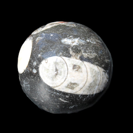 Orthoceras sphere 62mm 337.6g in sunlight - Rocks and Things Store